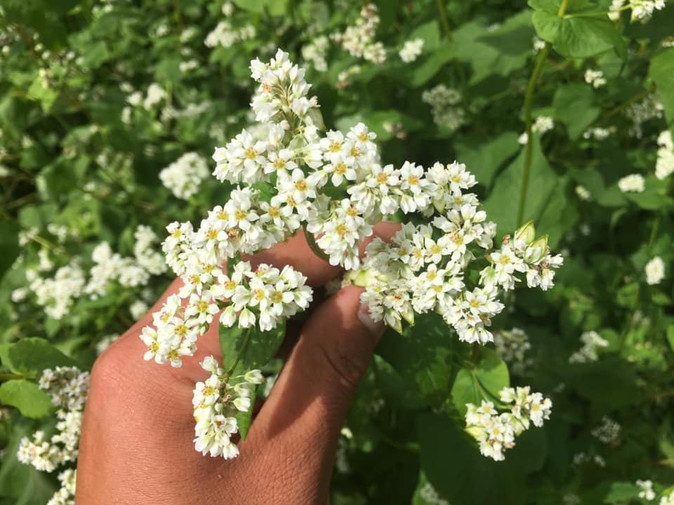 そばの花