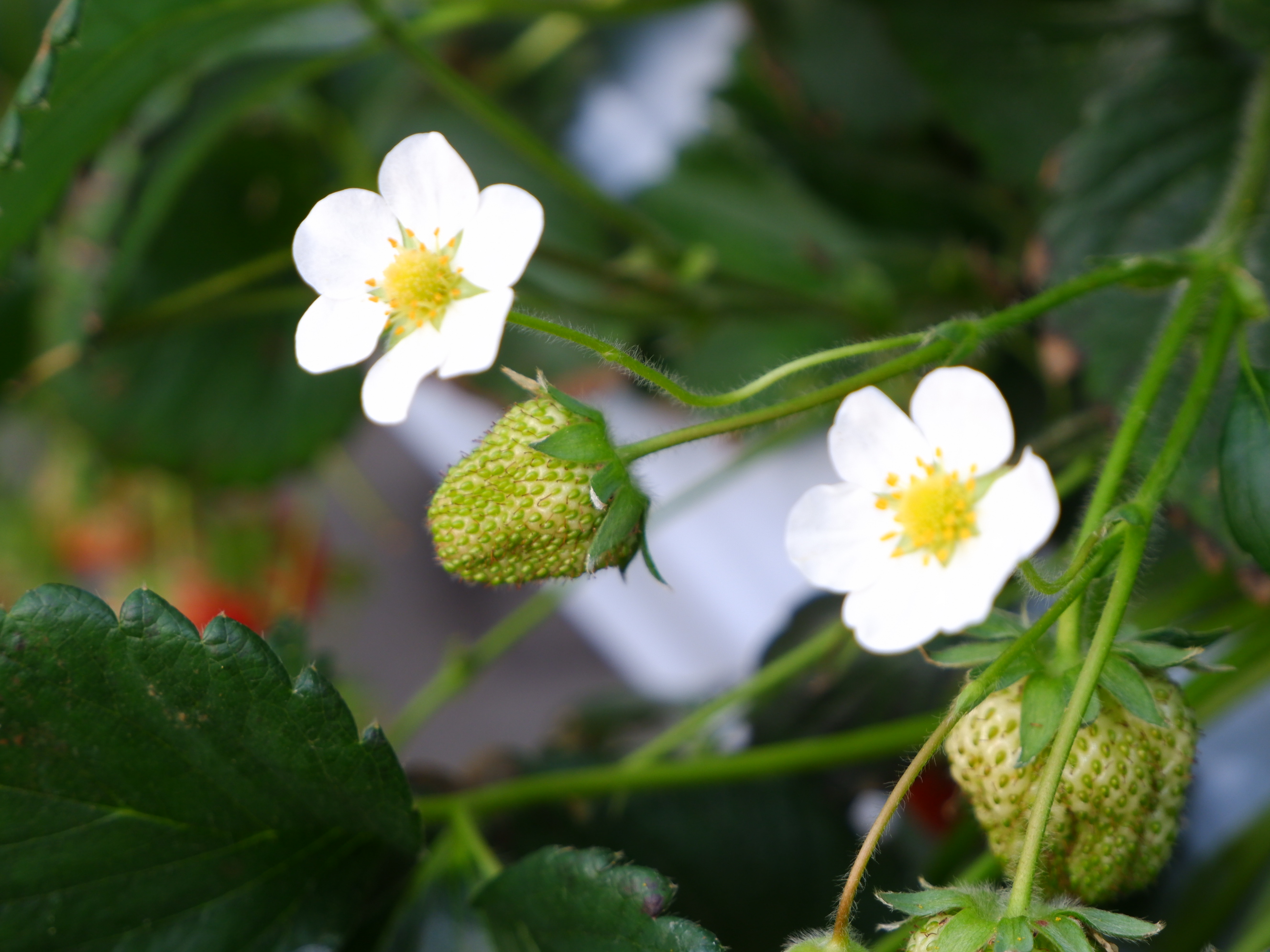 いちごの花