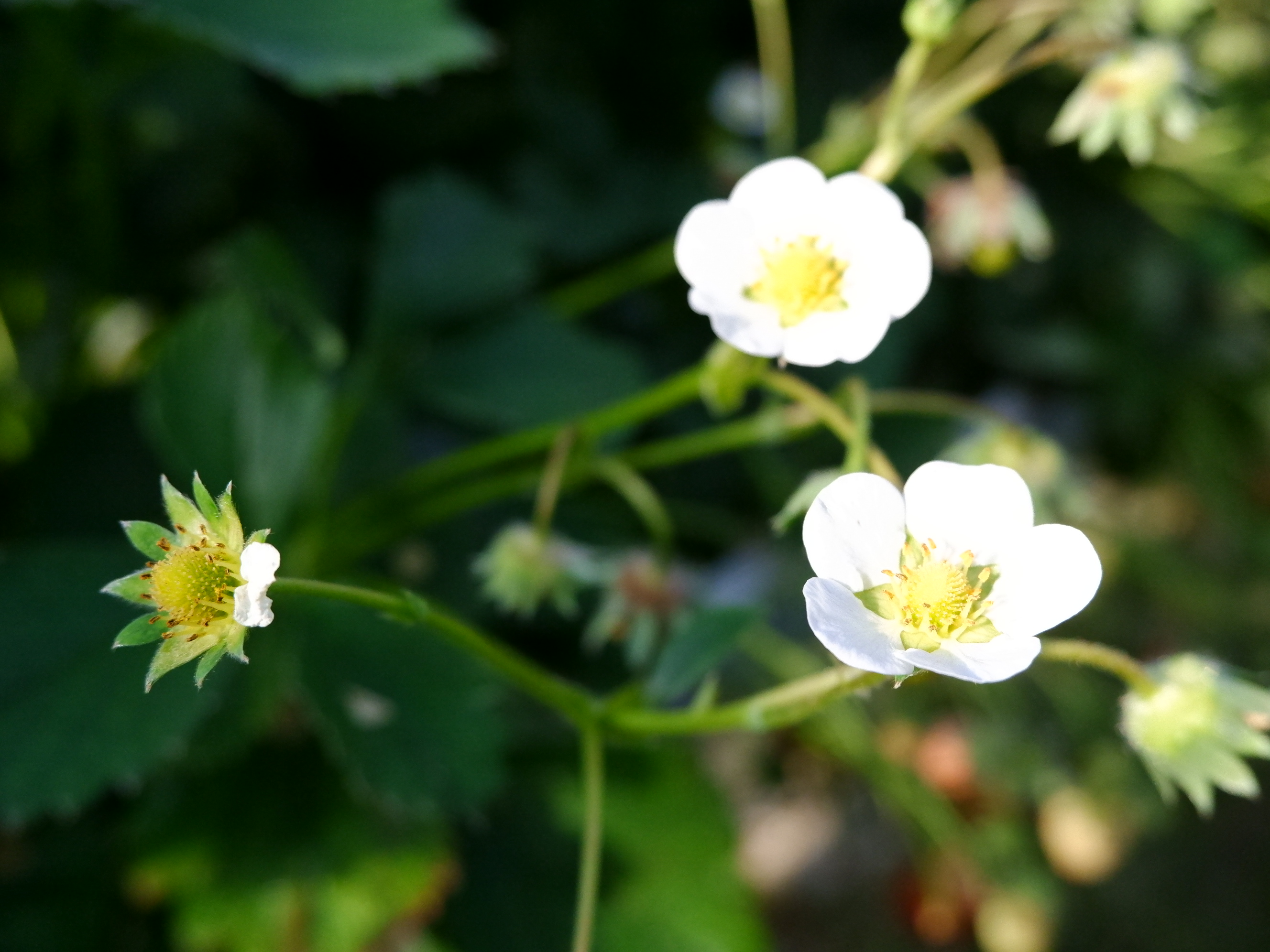 イチゴの花